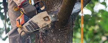 Best Lawn Watering Services  in Hallsville, TX