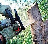 Trusted Hallsville, TX Tree Services Experts