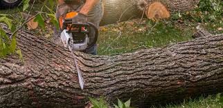 How Our Tree Care Process Works  in  Hallsville, TX