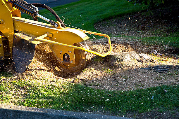 Best Lawn Maintenance Plans  in Hallsville, TX