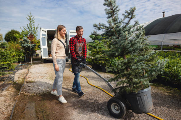 Reliable Hallsville, TX Tree Services Solutions
